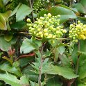 X Mahoberberis x mietkeana (aquisargentii)